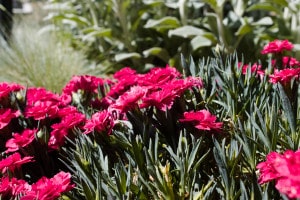 101786572 - dianthus caryophyllus (carnation) in a sunny xeriscape garden.