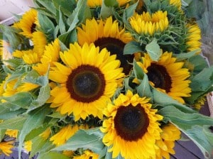 12635984 - blooming sun flowers  helianthus annuus  in summer