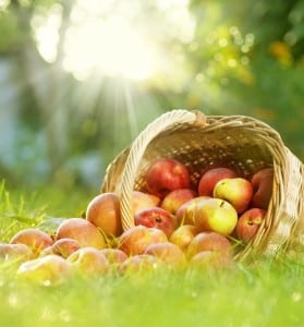 9368950 - healthy organic apples in the basket