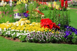 18271897 - beautiful colorful flowers in garden
