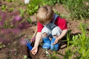 21287064 - boy is putting seeds in the soil in the vegetable garden
