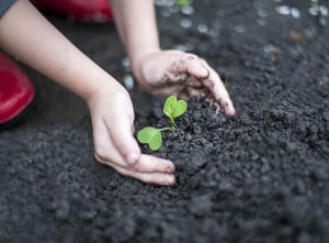 Baby hands are planting the seedlings into the soil Caring for a