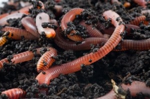 4500497 - earth worms in the earth